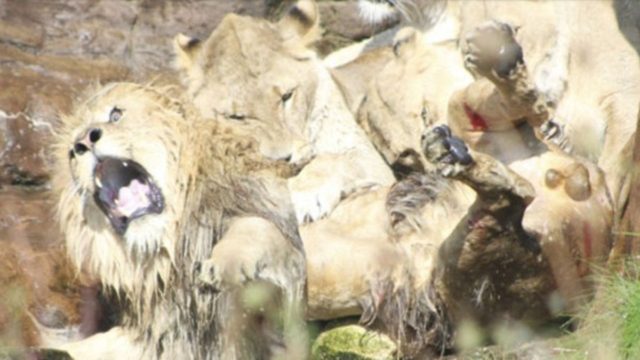 Κόβει την ανάσα: Η σπάνια στιγμή που λέαινες προσπαθούν να σκοτώσουν αρσενικό λιοντάρι