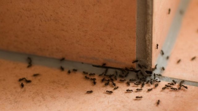 Αυτό είναι το απίθανο κόλπο που κρατάει μακριά τα μυρμήγκια από το σπίτι σας