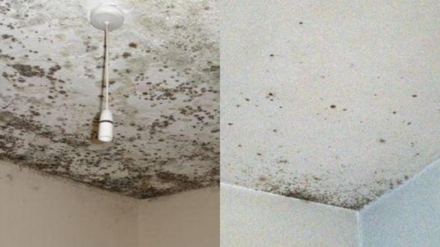 Πώς να εξαφανίσετε την μούχλα στο ταβάνι και πώς να την προλάβετε πριν εμφανιστεί!