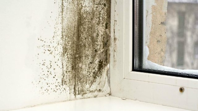Μην αγχώνεσαι: Έτσι θα διώξεις αποτελεσματικά τη μούχλα από τους τοίχους του σπιτιού σου!