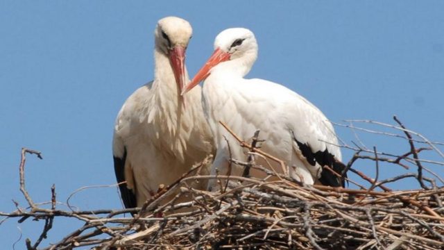 Ο Ρωμαίος και η Ιουλιέτα των πουλιών: Πελαργός ταξιδεύει κάθε χρόνο χιλιάδες χιλιόμετρα για να βλέπει την τραυματισμένη σύντροφό του