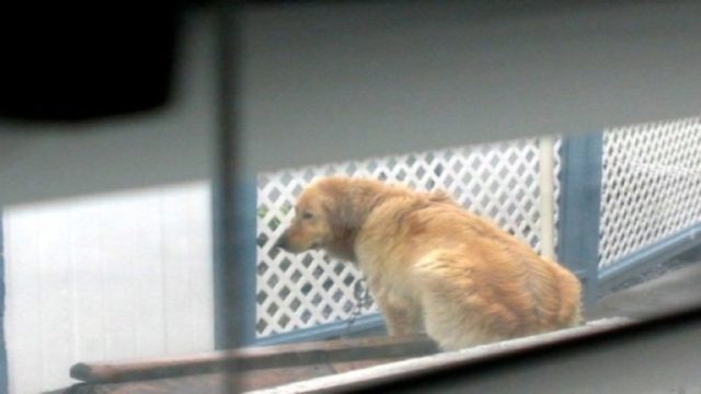 Αυτός ο σκύλος ήταν εγκαταλελειμμένος σε ένα μπαλκόνι μέχρι που έγινε το απίστευτο