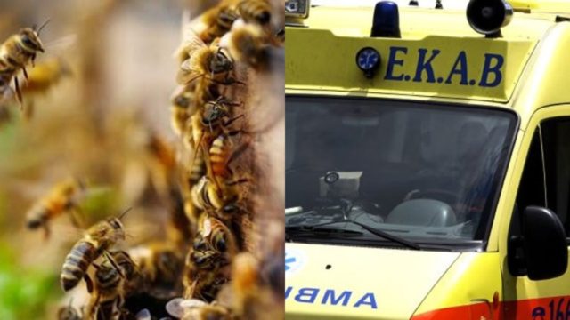 Ανείπωτη θλίψη στη Λήμνο – 48χρονος κατέληξε από τσιμπήματα μελισσών