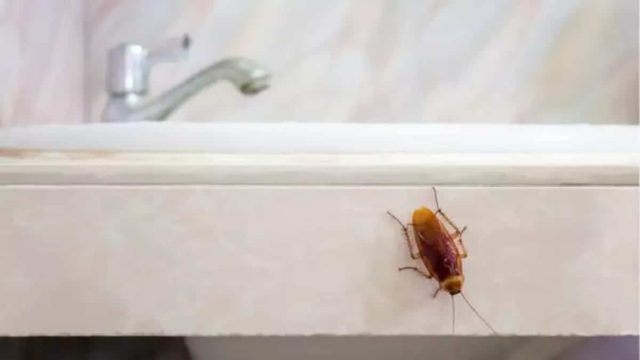 Το έχουμε όλοι στην κουζίνα μας και προσελκύει κατσαρίδες