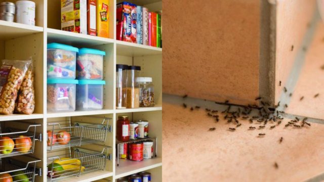 Καθαρίστε τα ντουλάπια της κουζίνας από τα έντομα σε 20′ λεπτά