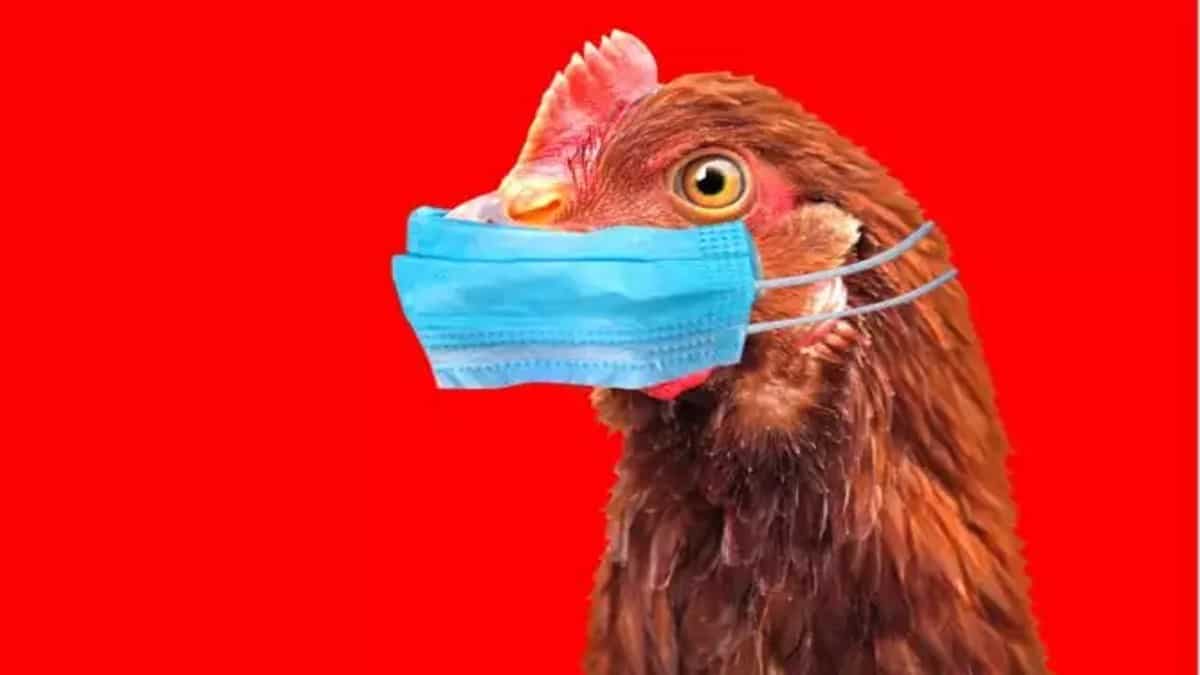 Γρίπη των πτηνών: Τι ανακοίνωσε η κυβέρνηση για τα εκατοντάδες κρούσματα στις Πρέσπες – Πρέπει να ανησυχούμε;