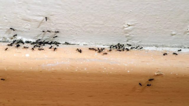 Το απόλυτο κόλπο για να εξαφανίσετε τα μυρμήγκια από το σπίτι!