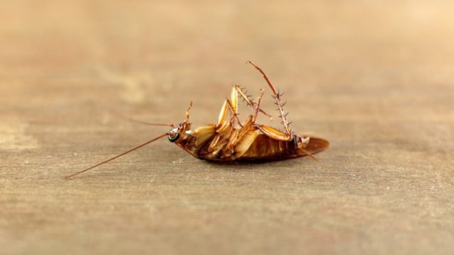 Δεν θα πλησιάσουν ξανά το σπίτι σου: 3 φυσικά κόλπα που «εξαφανίζουν» τις κατσαρίδες