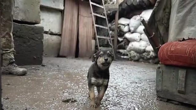 Συγκλονιστικό βίντεο: Ουκρανοί στρατιώτες βρίσκουν κουτάβι μέσα στο κρύο και το υιοθετούν