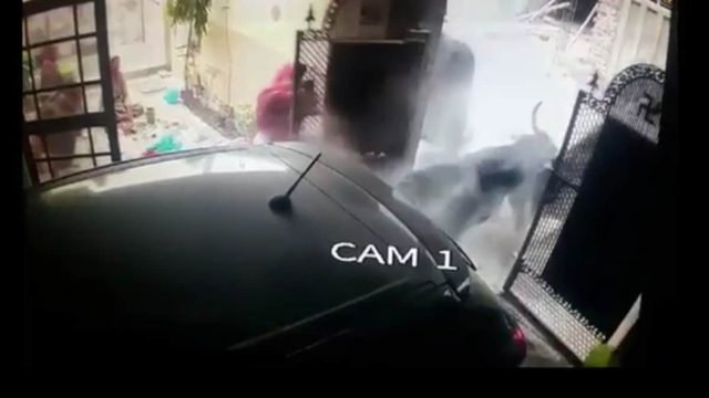 Συγκλονιστικό βίντεο: Μαινόμενοι ταύροι τσακώνονται και σπάνε πόρτα σπιτιού τραυματίζοντας γιαγιά και εγγονή