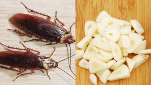 Μία σκελίδα σκόρδο με 2 ακόμα υλικά και πείτε αντίο στις κατσαρίδες εύκολα και ανέξοδα