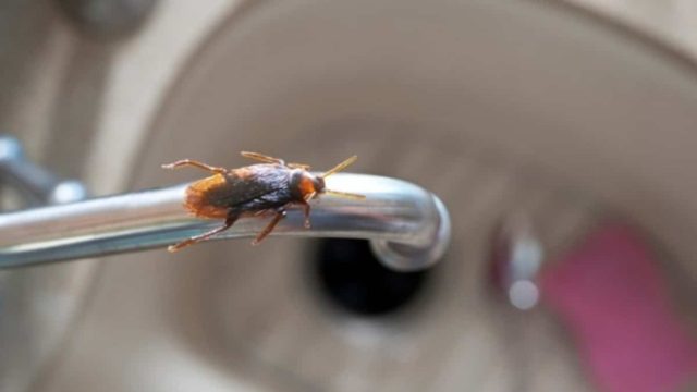 Ζέστη και υγρασία φέρνουν τις κατσαρίδες στο σπίτι – Το κόλπο με τον καφέ για να τις διώξετε!