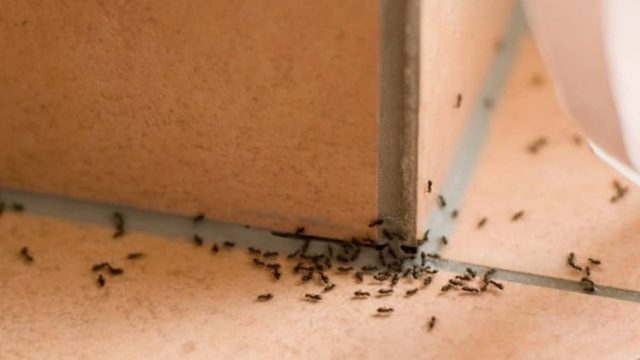 Το βάζουμε και στη σαλάτα: Το υλικό που «εξαφανίζει» τα μυρμήγκια