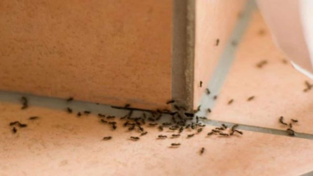 Το μυστικό για να διώξετε μακριά τα μυρμήγκια και τις κατσαρίδες βρίσκεται στο… ψυγείο σας!