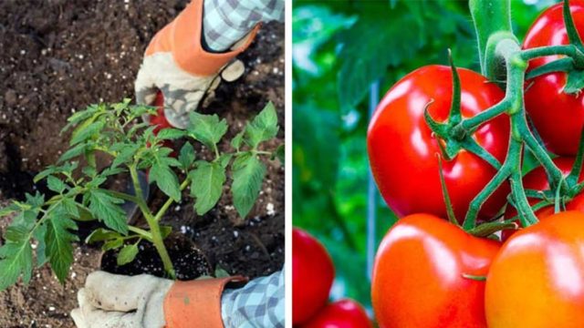 Φύτεψε ντομάτες μαζί με ασπιρίνες – Μόλις μάθετε το λόγο θα τρέξετε να το κάνετε!