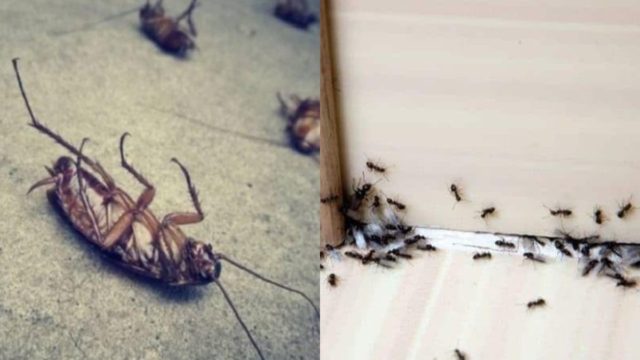 Μυρμήγκια και κατσαρίδες… τέζα: Δε θα χρειαστεί απεντόμωση το σπίτι – Αυτή είναι η φυσική μυρωδιά που τα απωθεί!