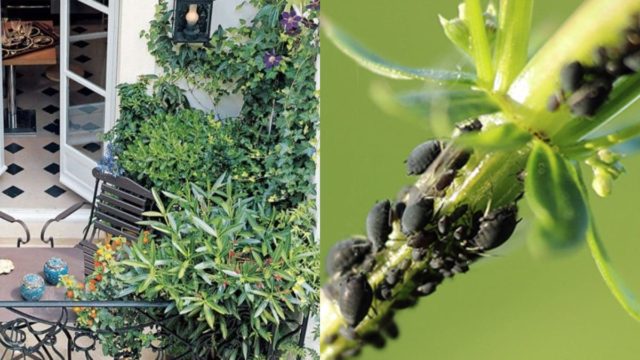 Διώξτε τα έντομα από το μπαλκόνι βάζοντας στα φυτά σας αυτό το φυσικό εντομοαπωθητικό