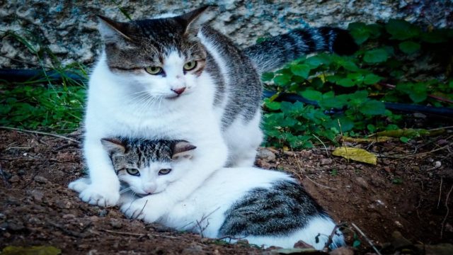 Φρίκη σε σχολείο της Λευκωσίας: Σκότωσαν και κρέμασαν γατάκια – Έγραψαν με το αίμα τους σε τοίχους