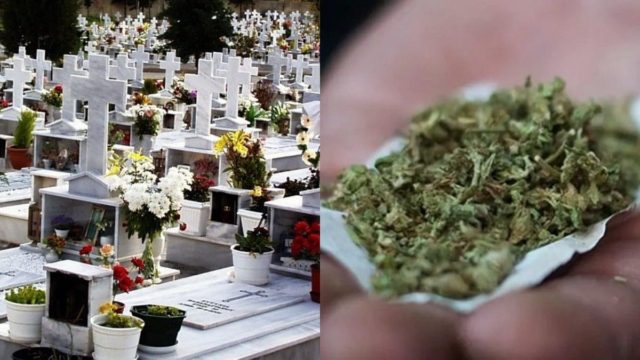 Αδιανόητο περιστατικό στη Ρόδο – Καλλιεργούσαν χασισόδεντρα μέσα σε νεκροταφείο
