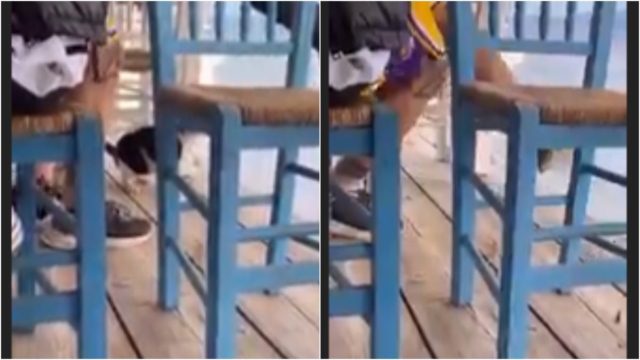 Αδιανόητο περιστατικό στην Αιδηψό: Άνδρας δελέασε γάτα με φαγητό και την κλώτσησε στη θάλασσα (video)