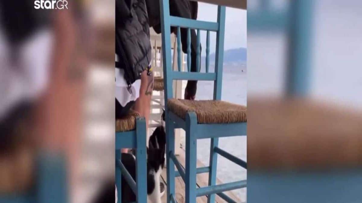Αιδηψός: Για πλημμέλημα και όχι κακούργημα παραπέμπεται ο 30χρονος που κλώτσησε τη γάτα – Τι υποστηρίζει ο ίδιος