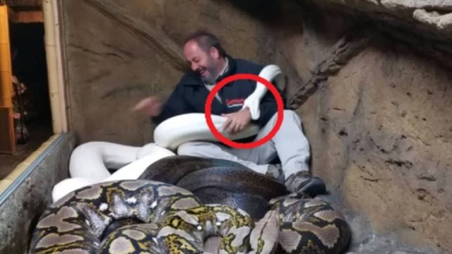 Αράζει χαμογελαστός σε κλουβί με τεράστια φίδια! Στην συνέχεια συμβαίνει αυτό που φοβάται (video)