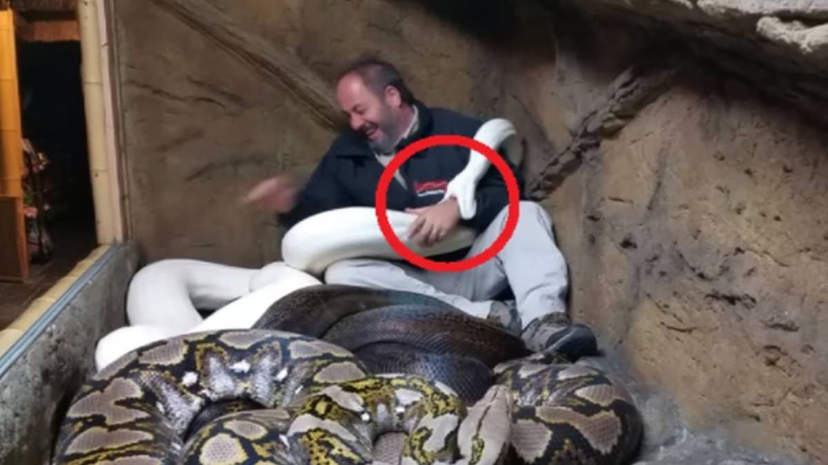 Αράζει χαμογελαστός σε κλουβί με τεράστια φίδια! Στην συνέχεια συμβαίνει αυτό που φοβάται (video)