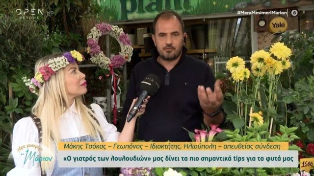 Αυτά είναι τα φυτά που καθαρίζουν την ατμόσφαιρα στο σπίτι