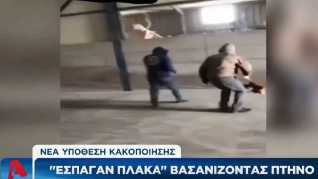 Νέο περιστατικό κακοποίησης ζώου στην Εύβοια: Έσπαγαν πλάκα πετώντας ο ένας στον άλλον μια κότα (Video)