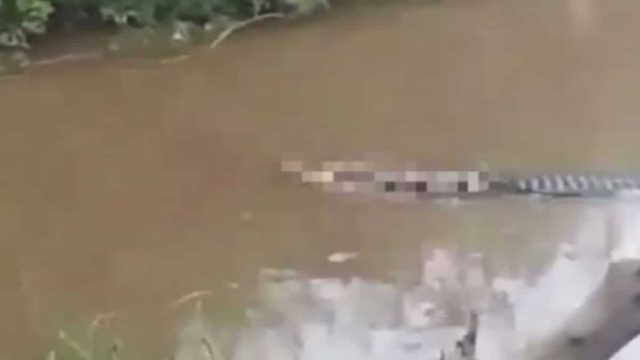 Βίντεο σοκ: Κροκόδειλος σέρνει μισοφαγωμένο ψαρά σε ποτάμι