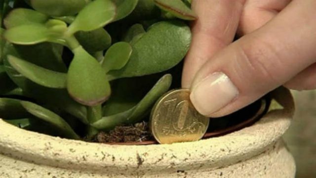 Βάλτε αυτό το φυτό σπίτι σας αν θέλετε να αποκτήσετε περισσότερα λεφτά