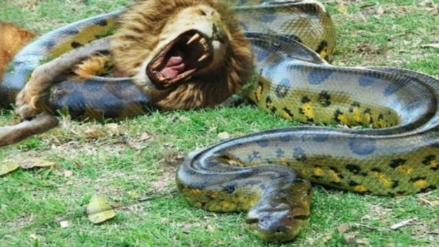 Θανάσιμη μάχη: Λιοντάρι εναντίον… φίδι ανακόντα (Video)