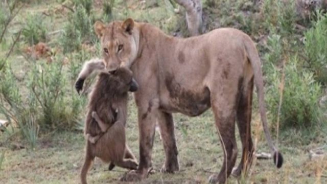 Λιοντάρι σκοτώνει μπαμπουίνο κι ανακαλύπτει το μωρό του- Δεν θα πιστεύετε την συνέχεια!
