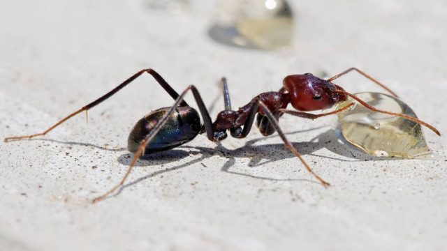 Πώς να κρατήσετε τα μυρμήγκια έξω από το σπίτι σας