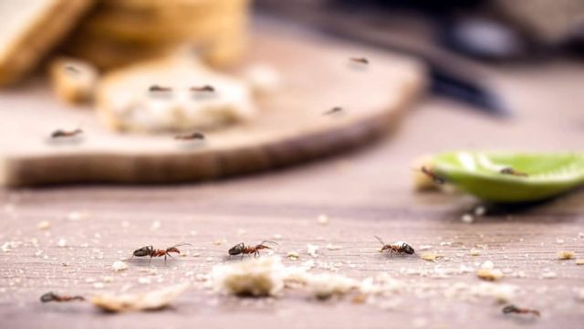 Απίστευτο το πώς εξαφάνισε τα μυρμήγκια από το σπίτι – Το έξυπνο κόλπο με τις φλούδες από το αγγούρι!