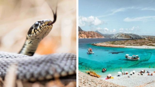 Αυτό είναι το ελληνικό νησί που δεν έχει καθόλου φίδια!