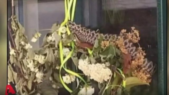 Συναγερμός στη Θεσσαλία: Κρεμασμένη οχιά στην είσοδο νηπιαγωγείου! (Video)