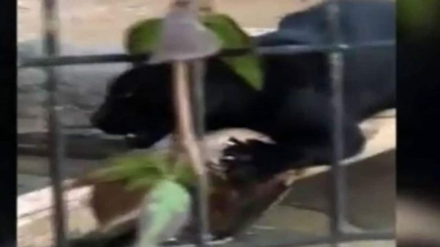 30χρονη πέρασε το τζάγκουαρ για… γατούλα και ήθελε να βγάλει selfie – Το μετάνιωσε όμως πικρά… (Video)