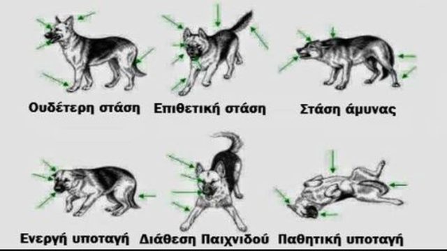 Μάθε τη γλώσσα του σώματος ενός σκύλου!