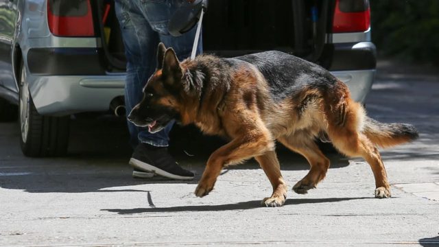Τον έστειλε στο νοσκομείο: Άγρια επίθεση σε άνδρα από λυκόσκυλο στη Λαμία