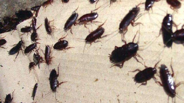 Τρόμος στο σπίτι τέλος: 3 φυσικοί τρόποι για να εξαφανίσεις τις κατσαρίδες!