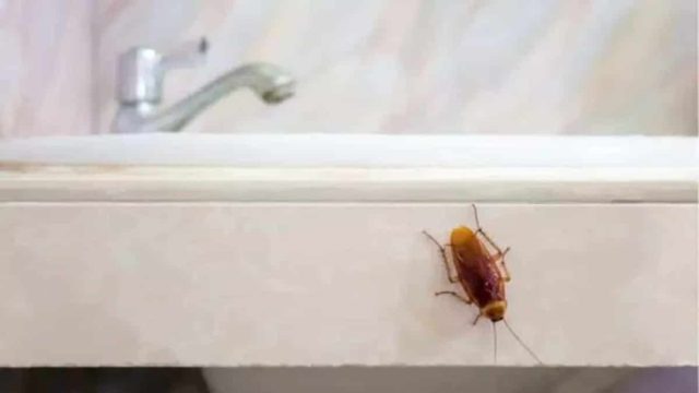 Δε θα τις ξαναδείτε μπροστά σας: Πετάξτε αυτό το υλικό από το σπίτι – Προσελκύει όλες τις κατσαρίδες