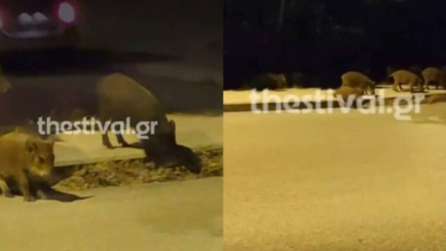 Θεσσαλονίκη: Μεγάλο κοπάδι από αγριογούρουνα έκανε κατάληψη σε δρόμο (Video)
