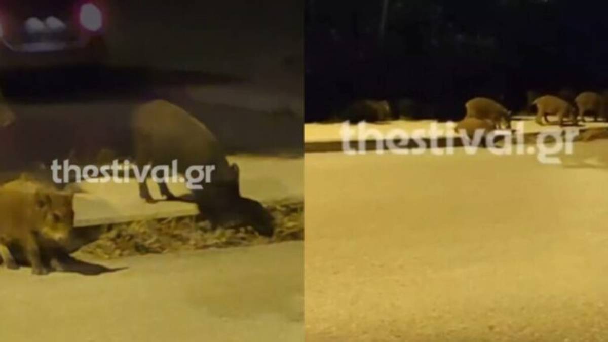 Θεσσαλονίκη: Μεγάλο κοπάδι από αγριογούρουνα έκανε κατάληψη σε δρόμο (Video)
