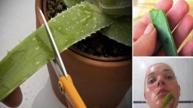 Επικίνδυνο φυτό: Μας είπαν ότι η αλόη κάνει καλό στην υγεία και το δέρμα. Γιατί δεν μας είπαν όμως ότι…