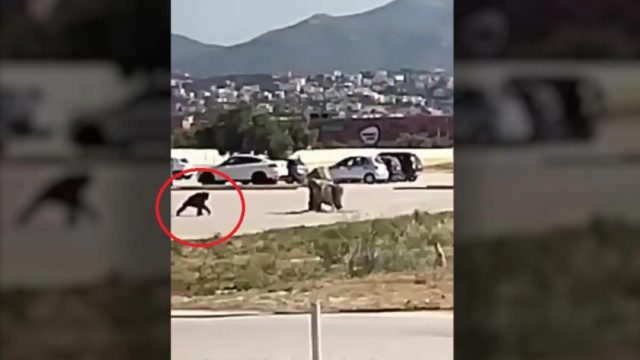 Βίντεο-ντοκουμέντο: Η στιγμή που ο χιμπατζής το σκάει από το Αττικό Ζωολογικό Πάρκο – Η απάντηση του ιδρυτή μετά τις αντιδράσεις για την θανάτωση του