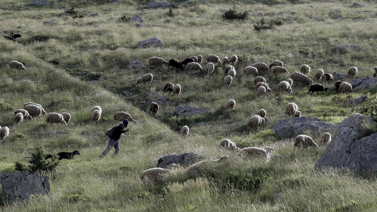 Ανείπωτος θρήνος στην Αχαΐα: Νεκρός ο βοσκός που έπεσε σε χαράδρα προσπαθώντας να πιάσει τα ζώα του