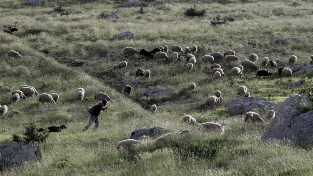 Ανείπωτος θρήνος στην Αχαΐα: Νεκρός ο βοσκός που έπεσε σε χαράδρα προσπαθώντας να πιάσει τα ζώα του