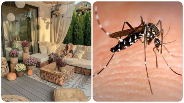 Μπαλκόνι και κουνούπια σημαίνει… καλοκαίρι: Τι να κάνετε για να διώξετε τους ενοχλητικούς «επισκέπτες»