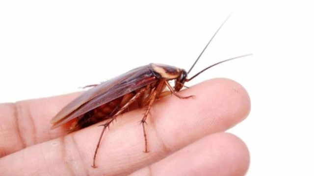 Το λαχανικό «ασπίδα» κατά των κατσαρίδων: Τις διώχνει μια για πάντα από το σπίτι!